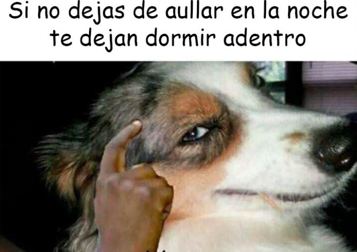 perro v3rgas