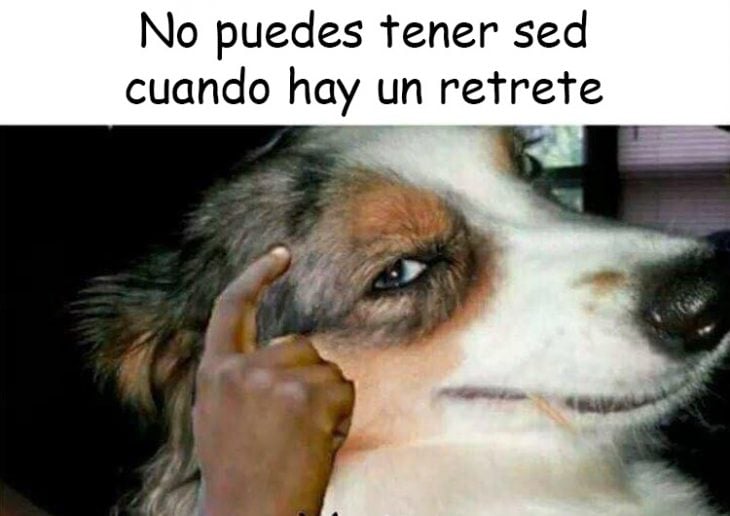 perro v3rgas