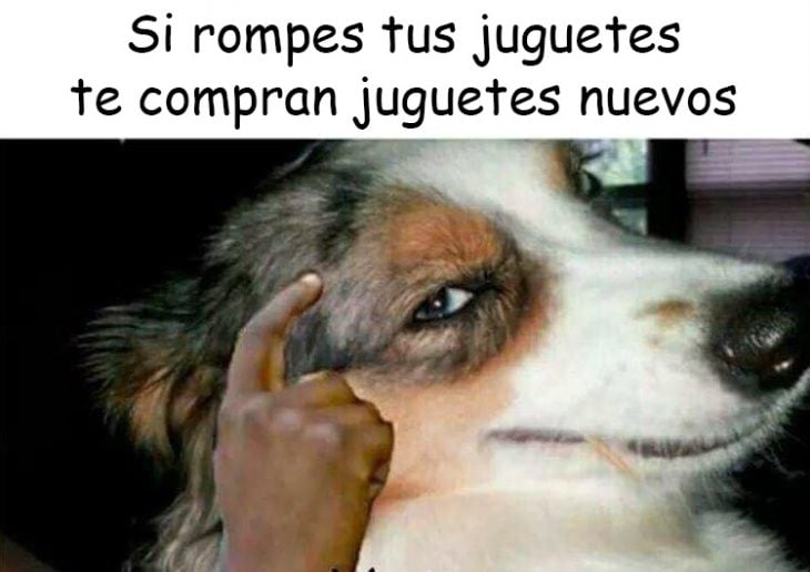 perro v3rgas