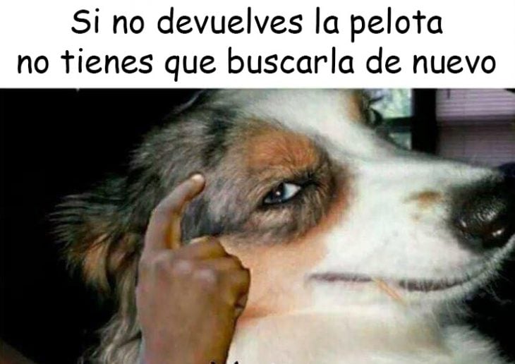 perro v3rgas