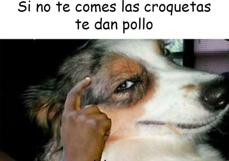 perro v3rgas