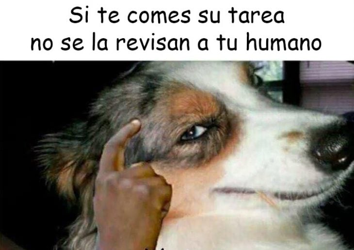 perro v3rgas