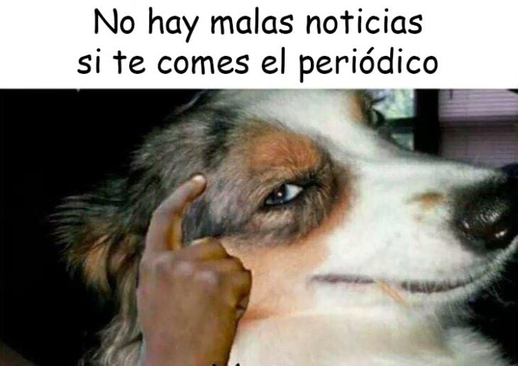 perro v3rgas