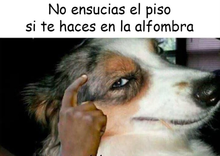 perro v3rgas