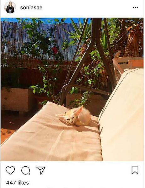 zorro vegano toutuber