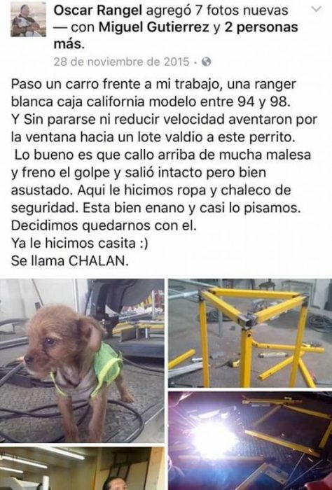 perro adoptado