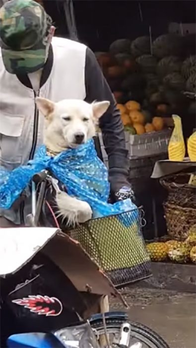 Anciano con perrito