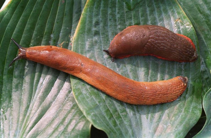 Babosa de jardín