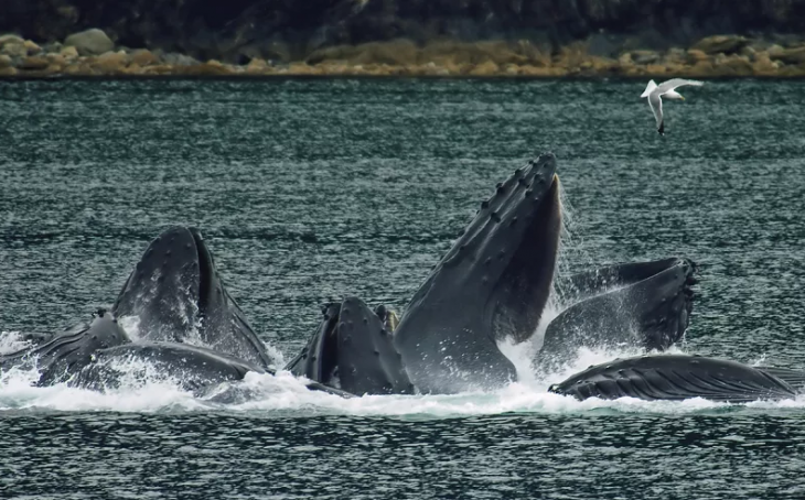 ballenas