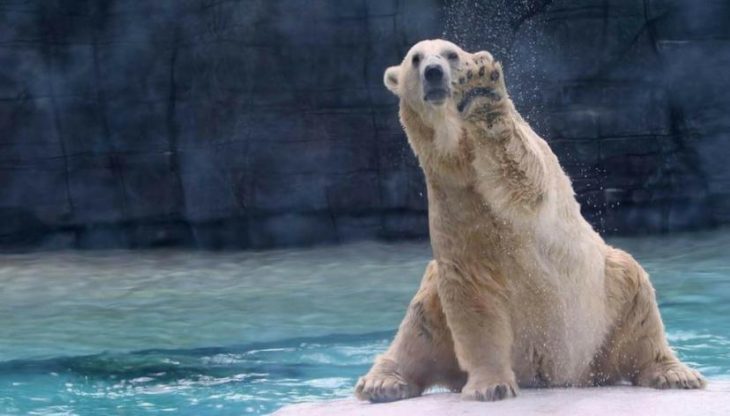 Inuka, oso polar en zoológico de Singapur