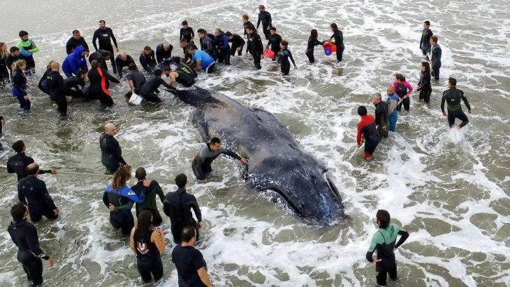 ballena