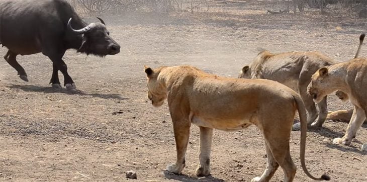 Búfalo contra leonas