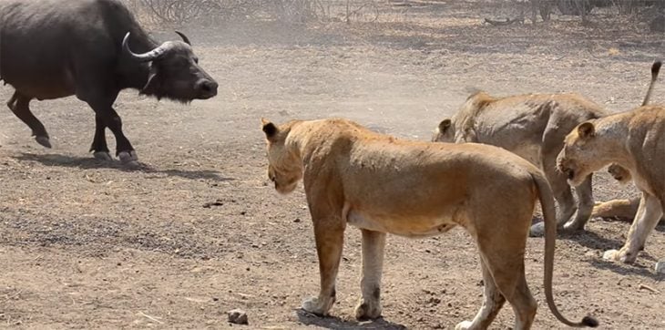 Búfalo contra leonas