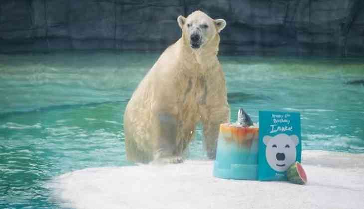 Inuka, oso polar en zoológico de Singapur