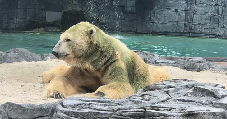 Inuka, oso polar en zoológico de Singapur