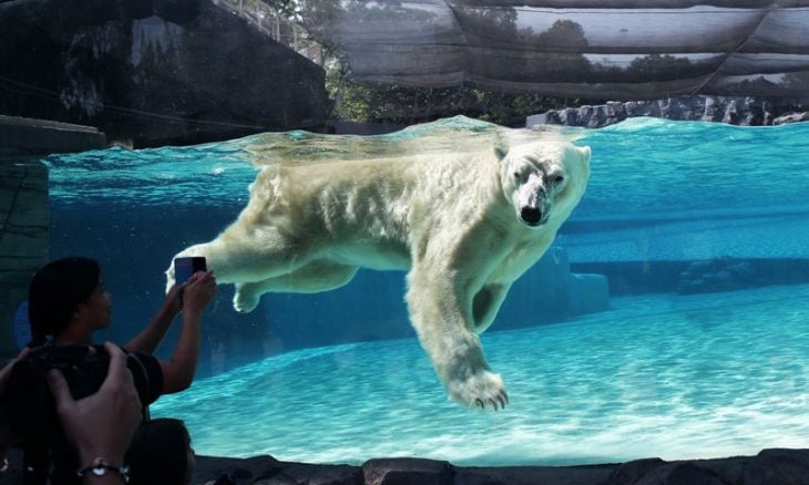 Inuka, oso polar en zoológico de Singapur