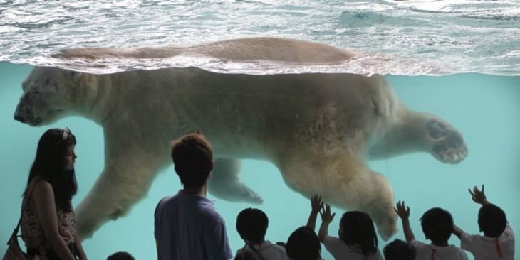 Inuka, oso polar en zoológico de Singapur