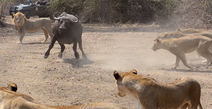 Búfalo contra leonas