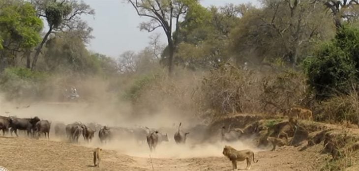 Leones y búfalos