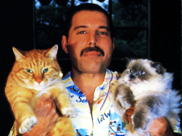 Freddy Mercury con gatos