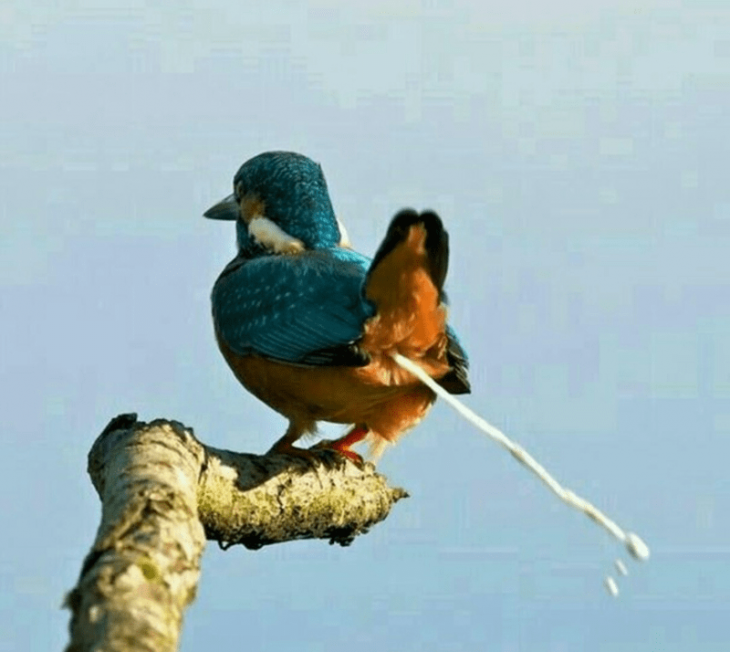 Pájaro haciendo popó