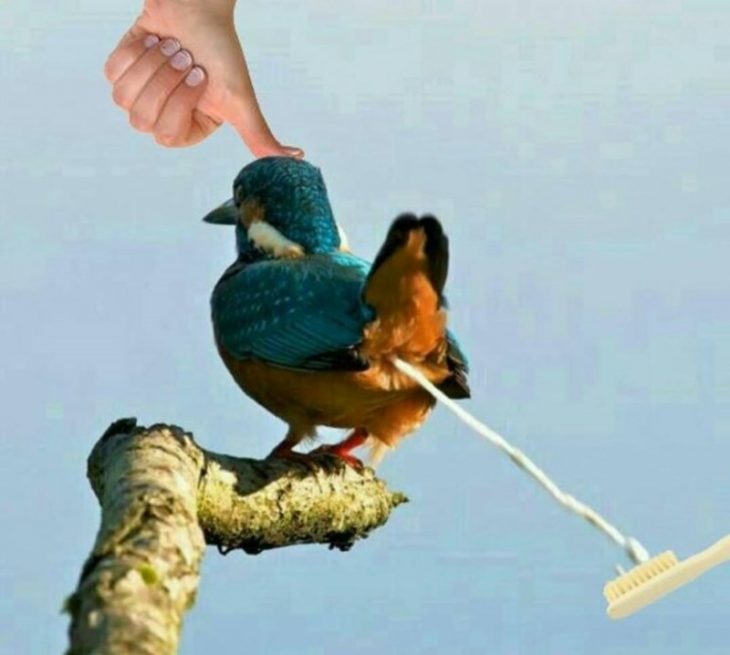 Batalla de Photoshop con pájaro