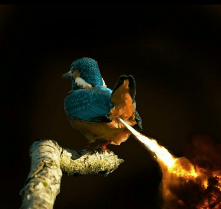 Batalla de Photoshop con pájaro