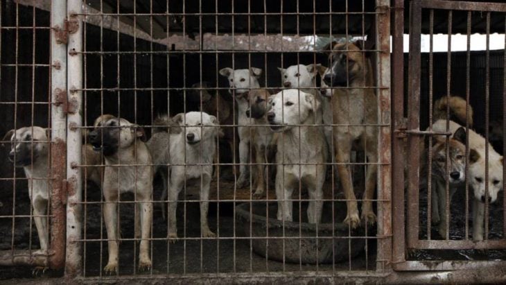 Granja de perros en Corea del Sur
