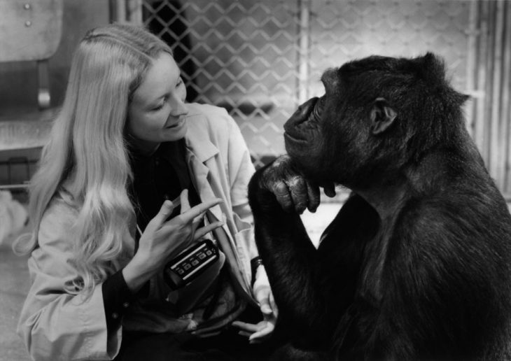 http://www.dailymail.co.uk/news/article-5869315/Koko-sign-language-gorilla-dies-aged-46.html?ito=social-facebook