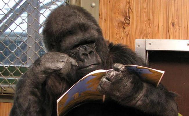 Koko la gorila