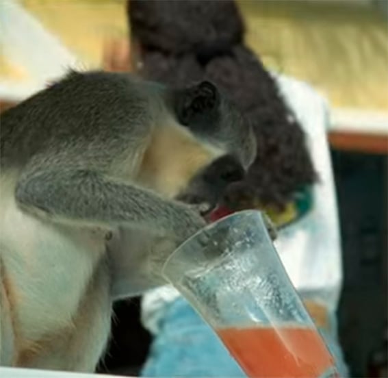 Mono bebiendo