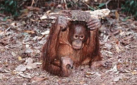 Orangután bajo la lluvia