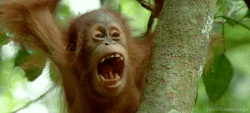 Orangután asustado