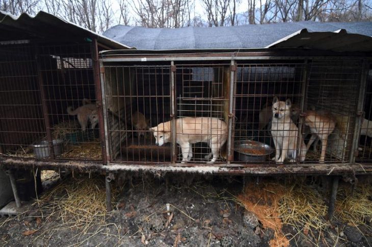 Granja de perros