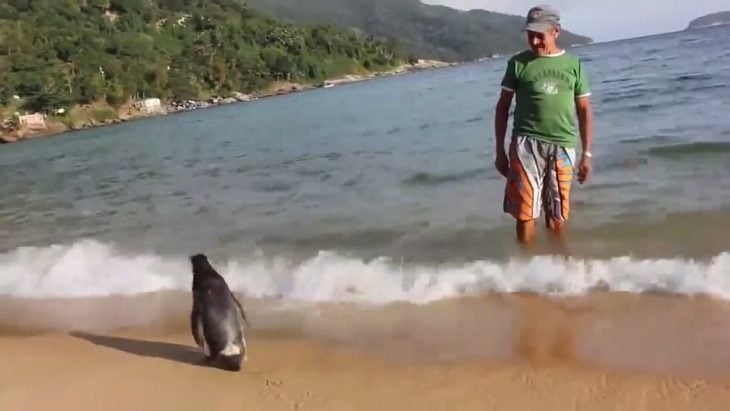 Pingüino en la playa