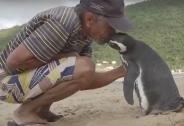 DinDim el pingüino agradecido
