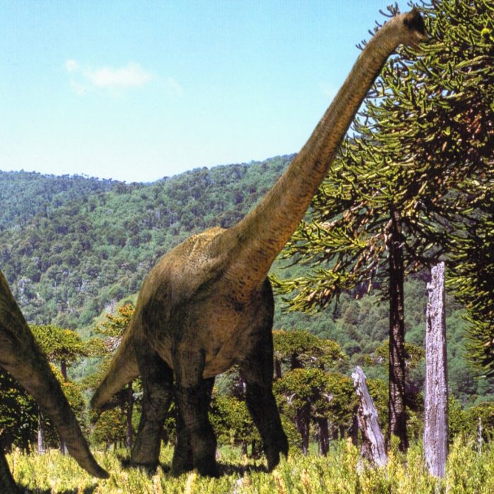 Brachiosaurus