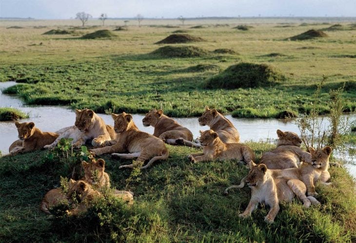 Manada de leones