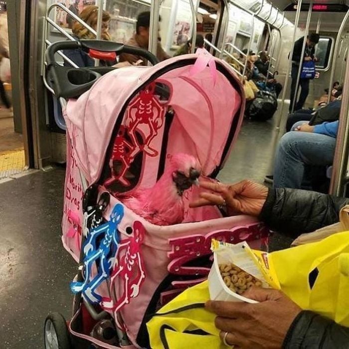gallina rosa en el metro