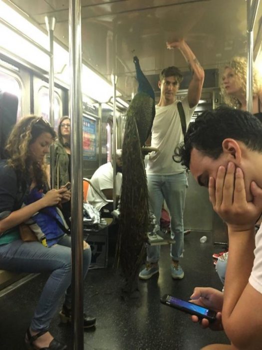 hombre con pavorreal en el metro