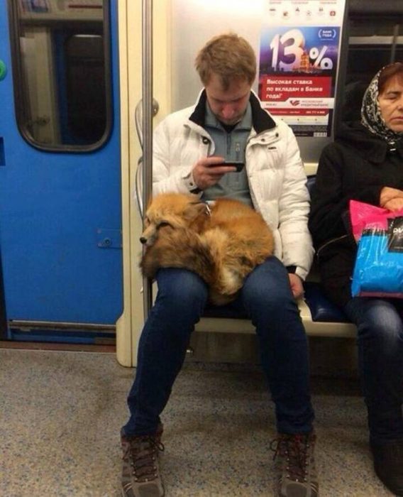 zorro mascota en el metro