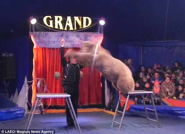masha oso circo en libertad