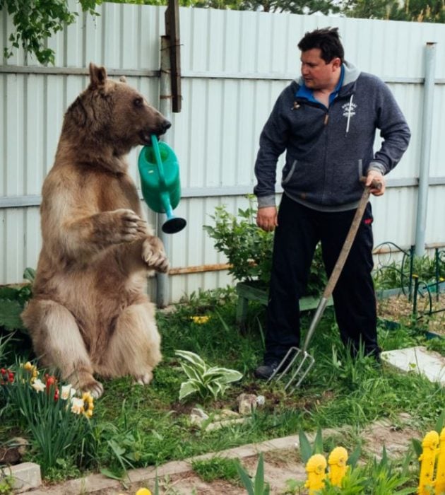 Rusos oso mascota