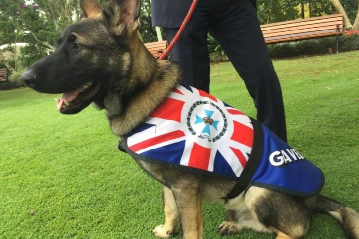 gavel perro policía