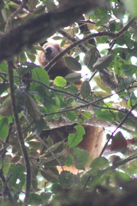 Canguro Wondiwoi de árbol