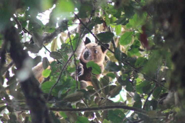 Canguro Wondiwoi de árbol