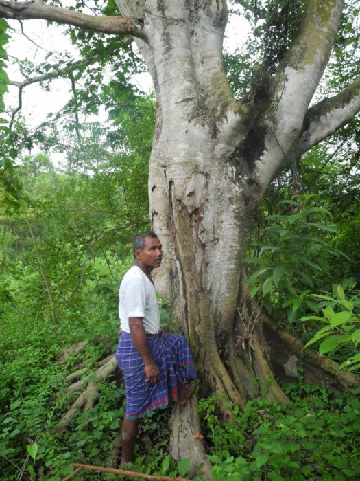 Jadav Payeng