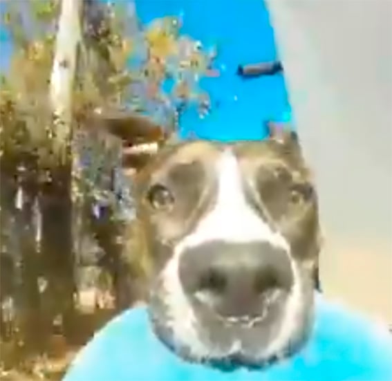 Perro con GoPro