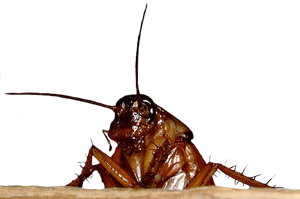cucaracha gif