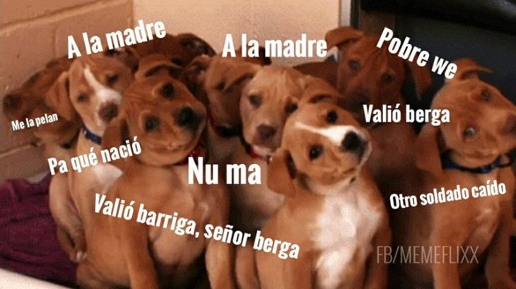 Perritos